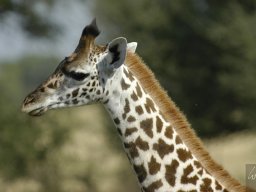 Western_Corridor_(Kirawira)2003-111